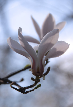 Close-up photo of a large white and pink flower of magnolia tree illuminated by sunlight on a blurred backgroundの写真素材