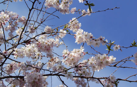 Landscape photo of branches of light pink cherry tree (sakura) in full bloom illuminated by sunlight against a blue skyの写真素材