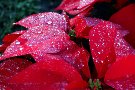 Close-up photo of big bright pink poinsettia flowers with raindrops on a blurred backgroundの写真素材