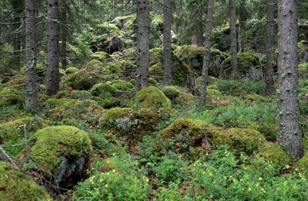 Landscape photo with a view of mossy stones and pine trees in a forest in Repoveden kansallispuisto...