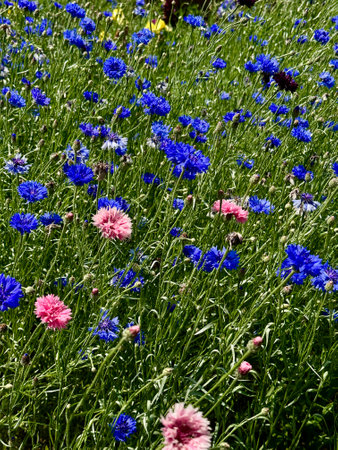 Vertical landscape photo of a meadow with blue and a pink cornflower flowers on a blurred background of green grassの写真素材