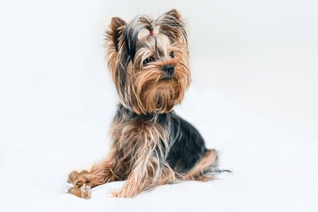 Sweet Yorkshire Terrier puppy plays and nibbles the bone in front on a white backgroundの写真素材
