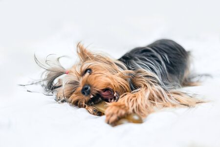 Sweet Yorkshire Terrier puppy plays and nibbles the bone in front on a white backgroundの写真素材