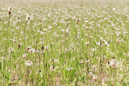 flowering green grass, wildflowers in the clearing. backgroundの写真素材