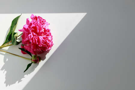 pink peony in the rays of light on a white background. post card