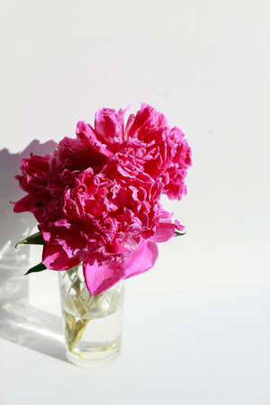 pink fluffy peonies on a white background. vertical photo. free space for textの写真素材
