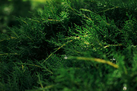 coniferous green leaves background in the sun