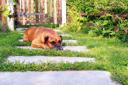 German boxer dog lies and gets bored in the gardenの写真素材