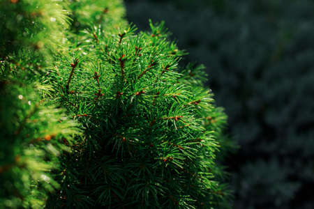 coniferous plant in beautiful sunlight backgroundの写真素材