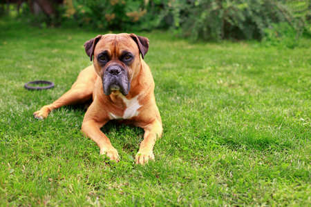 german boxer on the lawn. veterinary clinicの写真素材