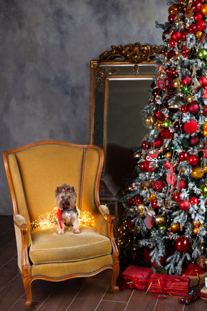 dog posing near christmas tree. Santa claus dog portrait. Christmas dog portrait.の写真素材