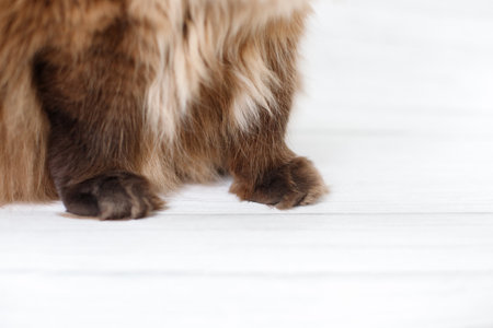 paws of a domestic woolly catの写真素材