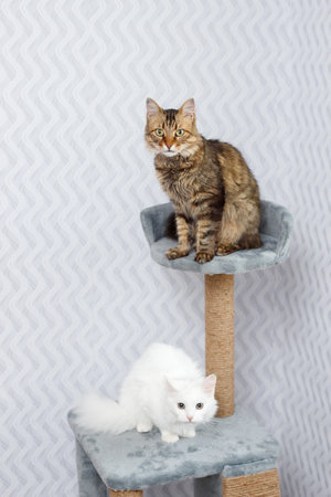 Cute pets on a cat tree at home