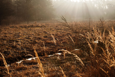 Sunny Swamp with Dry Grass Landscapeの写真素材