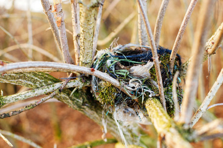 Bird's Nest in Spring on a Tree - Close-up