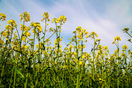 Aerial View of Blooming Canola Against a Blue Sky