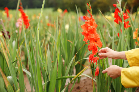 Gardener's hand cuts gladioli in fieldの写真素材