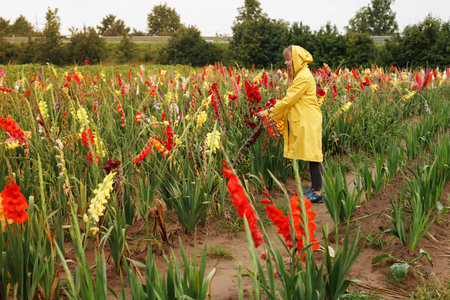woman in yellow raincoat cuts a gladiolus in field. blooming gladiolus field