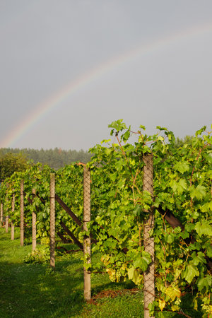 rows of growing grapesの写真素材