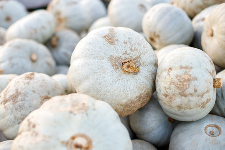 Group of whole fresh blue gray pumpkin nagy dobosi close-upの写真素材