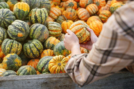 Autumn Delight: Close-Up of Woman Choosing a Decorative Pumpkinの写真素材