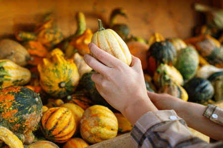 close-up of female hands choosing a decorative pumpkinの写真素材