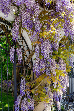 Wisteria sinensis blooms near the entrance to the garden. gardening growing Wisteria sinensisの写真素材
