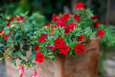 Calibrachoa blooming in a pot. autumn flowers for the garden and balconyの写真素材