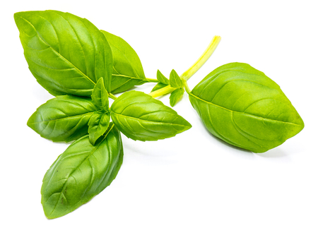 Fresh green basil leaves isolated on white background
の写真素材
