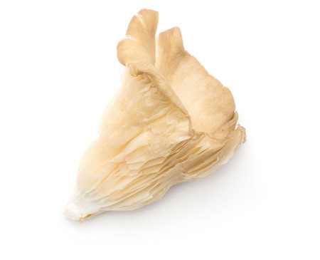 Oyster mushroom (one fungus Pleurotus ostreatus top view) isolated on white background raw uncooked
の写真素材