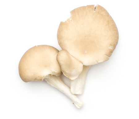 Oyster mushroom (two fungus Pleurotus ostreatus top view) isolated on white background raw uncooked
の写真素材