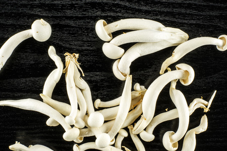 White beech mushrooms top view Shimeji isolated on black wooden background
