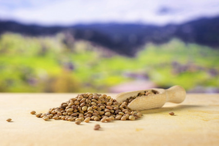 Lot of whole raw green lentil seeds and wooden scoop with alps moutains in background