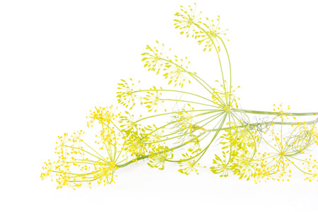 Group of two whole fresh yellow dill flowers clusters isolated on whiteの写真素材