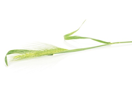 One whole fresh green plant barley mouse grass isolated on whiteの写真素材