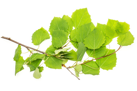 One whole fresh green plant common european aspen branch with leaves flatlay isolated on white