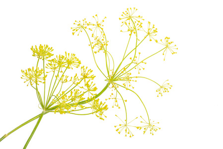 Group of two whole fresh yellow dill flowers clusters flatlay isolated on whiteの写真素材