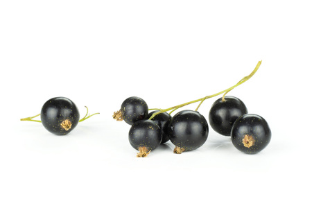 Lot of whole fresh black currant berry ben gairn variety one strig isolated on whiteの写真素材