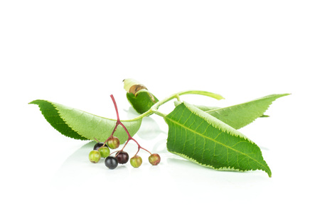 Lot of whole fresh european black elderberry small piece of branch with leaves isolated on white...