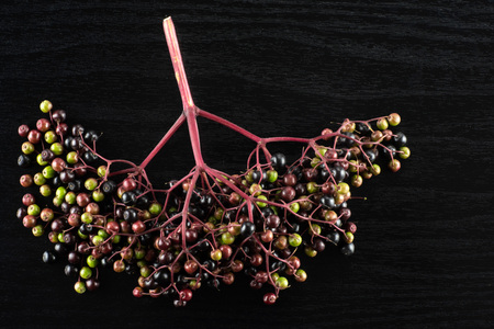 Lot of whole fresh european black elderberry one branch without leaves flatlay on black wood