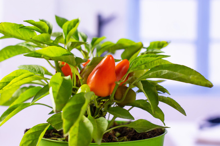 Closeup of one whole hot red orange chili pepper growing in a green pot with blue window in backgroundの写真素材