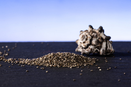 Lot of whole fresh mottled chia seeds with seashell with blue gradient in background
