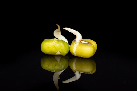 Group of two whole fresh green bean sprouts mungo isolated on black glassの写真素材