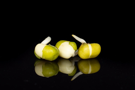 Group of three whole fresh green bean sprouts mungo isolated on black glassの写真素材