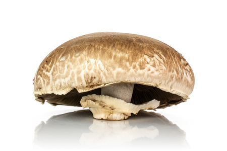 One whole fresh brown mushroom portobello isolated on white background