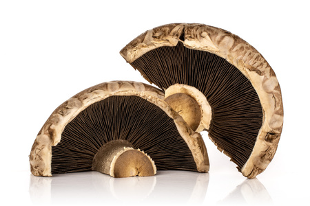 Group of two halves of fresh brown mushroom portobello with a stripe isolated on white backgroundの写真素材