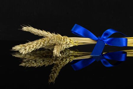 Group of five whole golden bread wheat ear tied by blue ribbon isolated on black glassの写真素材