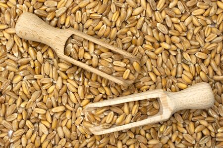 Lot of whole fresh beige dinkel wheat grains with two wooden scoops flatlay isolated
