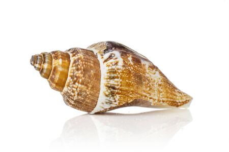 One whole ocher mollusc shell isolated on white background