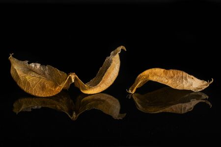 Group of two pieces of fresh orange physalis isolated on black glass